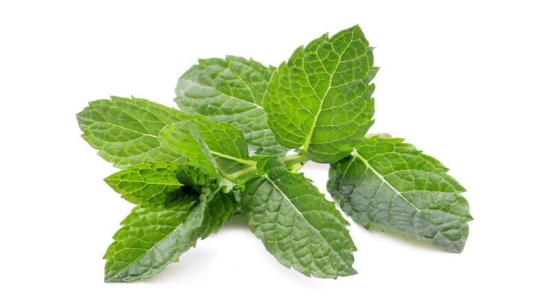 Mint w Hondrolife